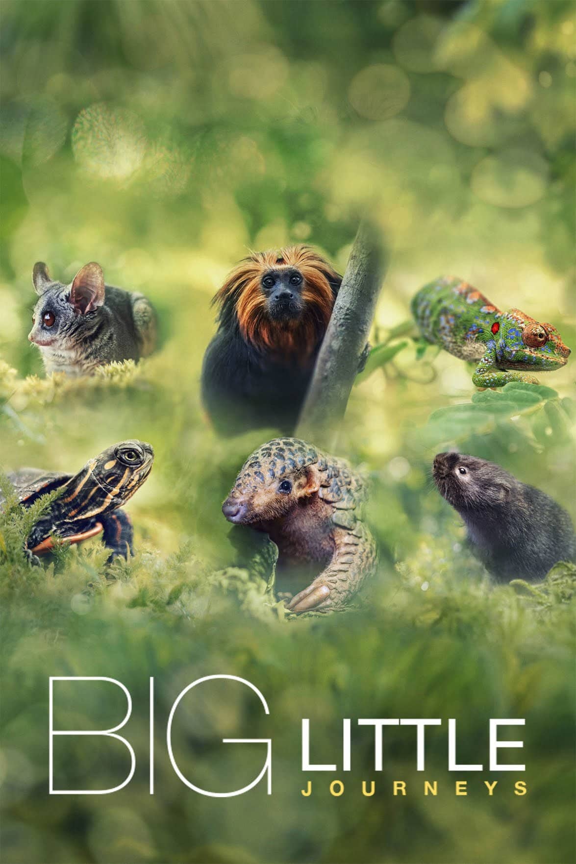 Постер сериала «Big Little Journeys»