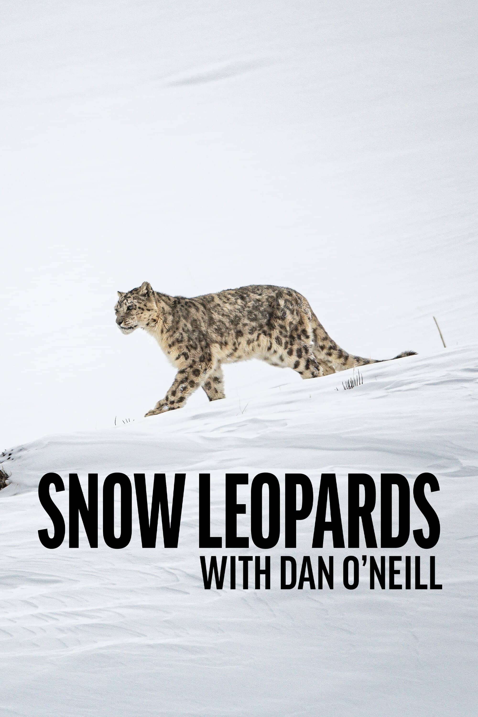 Постер сериала «Snow Leopards with Dan O'Neill»