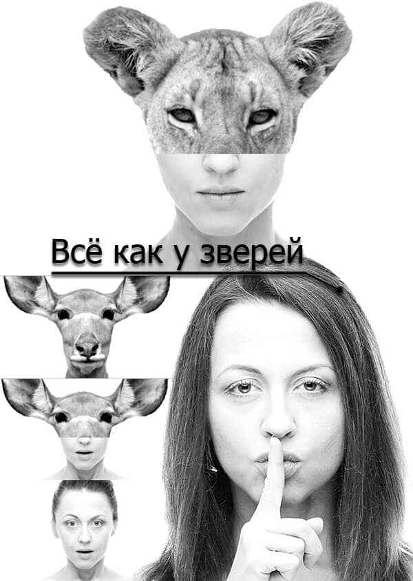 Постер сериала «Всё как у зверей»