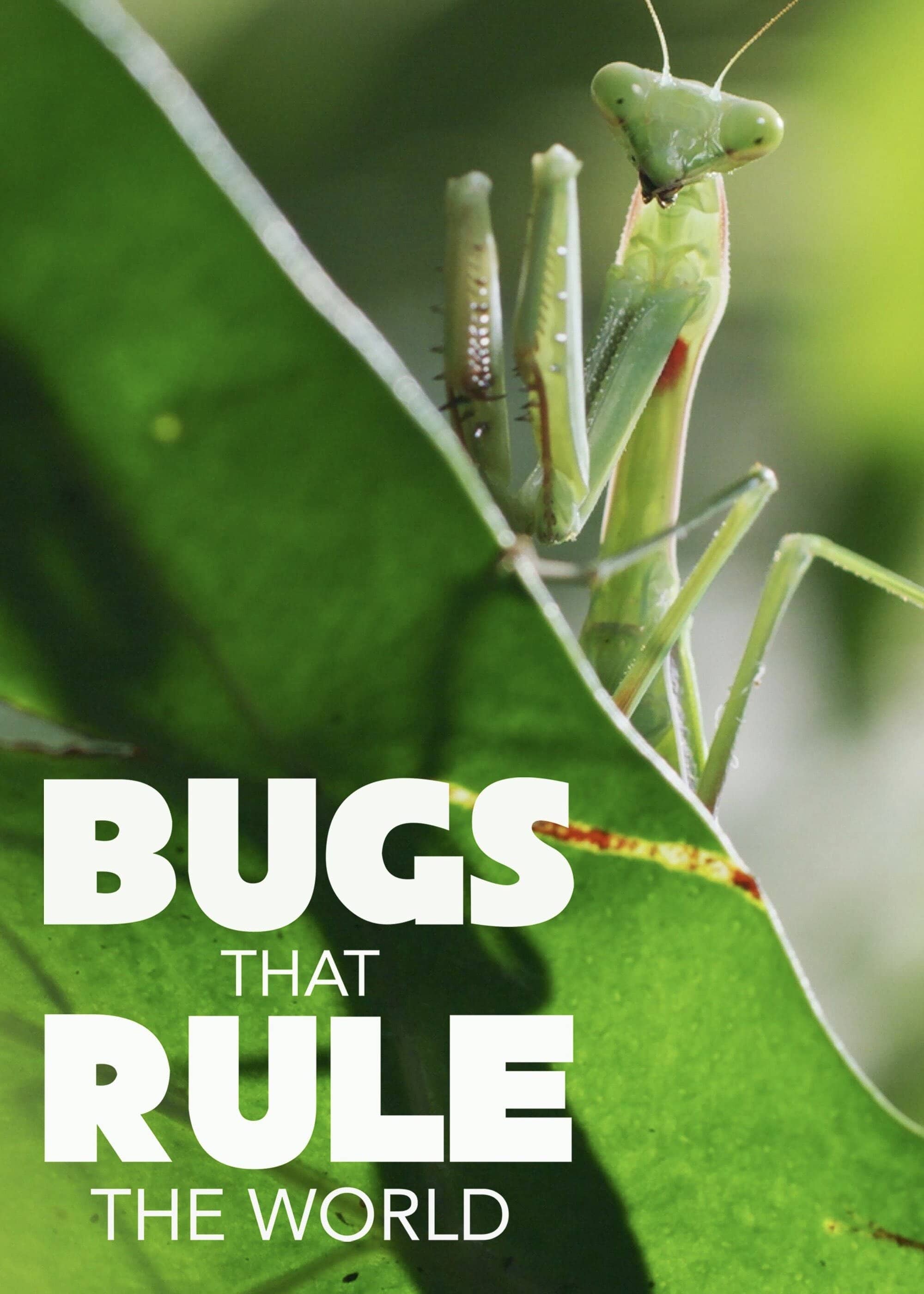 Постер сериала «Bugs that Rule the World»
