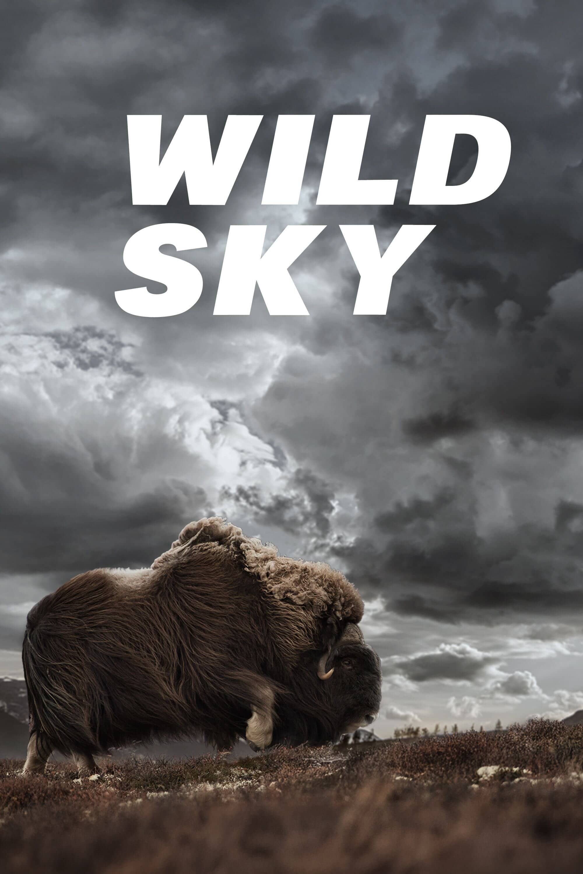 Постер сериала «Wild Sky»